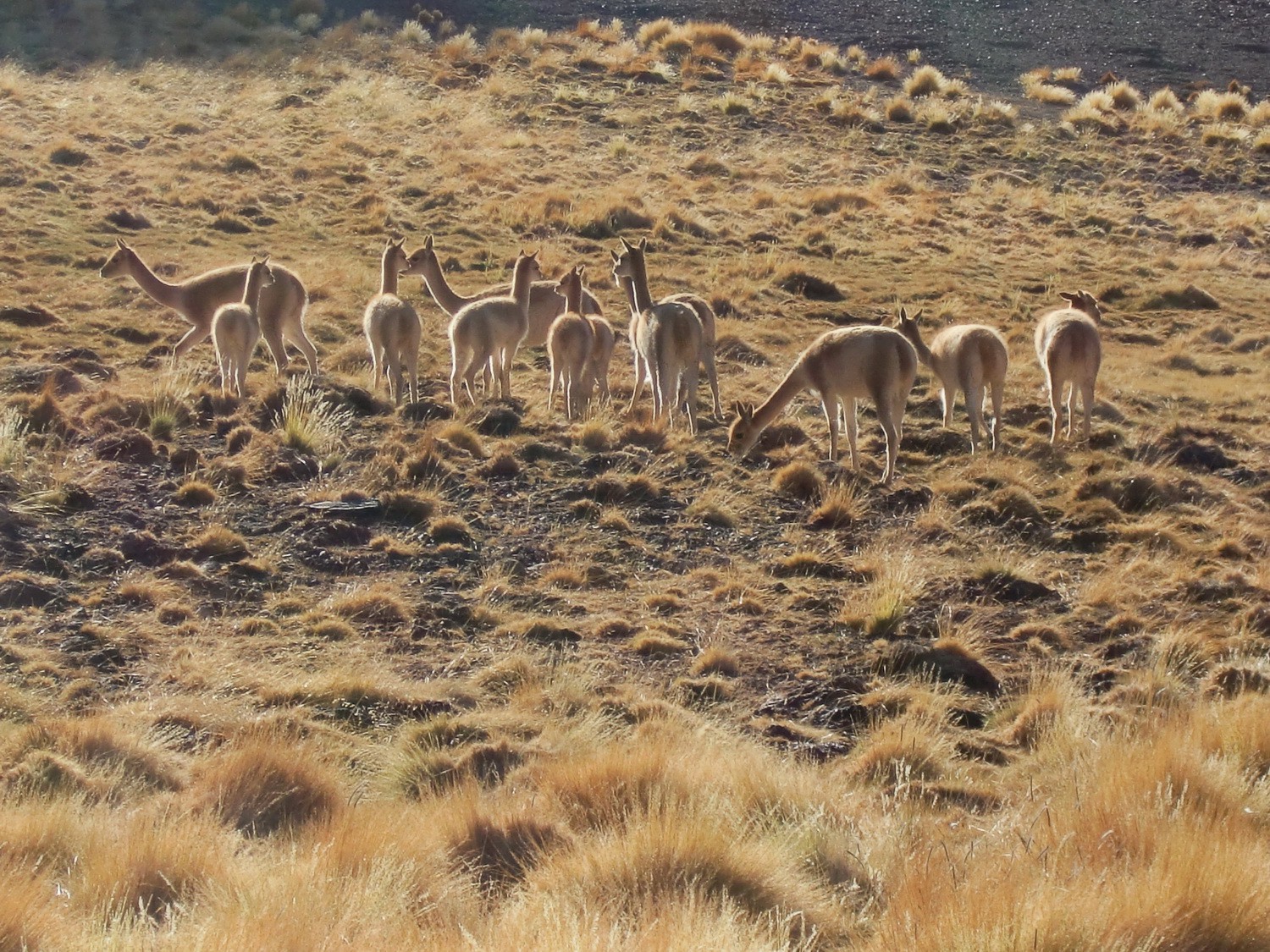Vicunas on the way back to the Laguna Verde